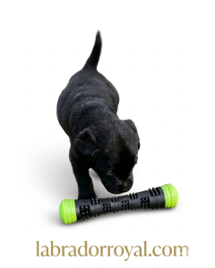 SafeStick Pro