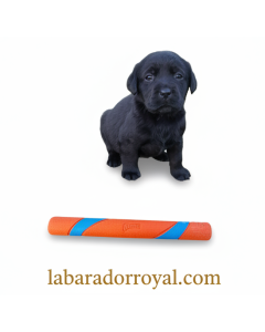 Puppy Bite Stick Comfort