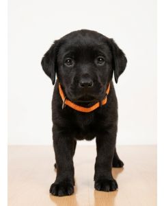 Labrador Pup Halsband